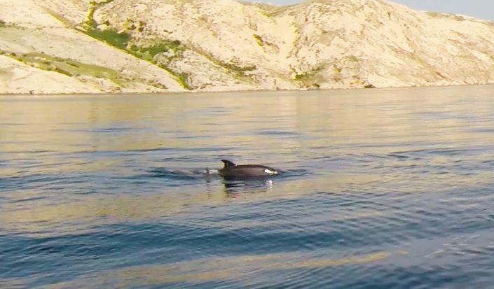 Delfiner nær øen Krk i maj 2014